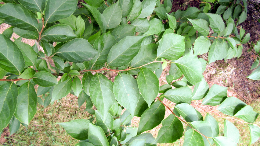 Styrax japonicus leaves