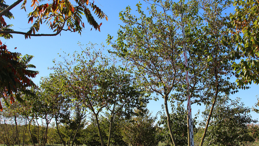 Styrax japonicus multi-stem