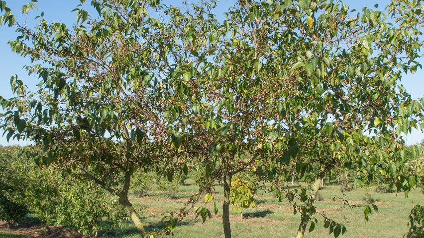 Styrax japonicus multi-stem