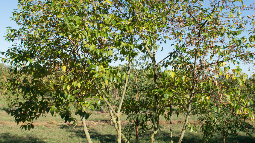 Styrax japonicus multi-stem