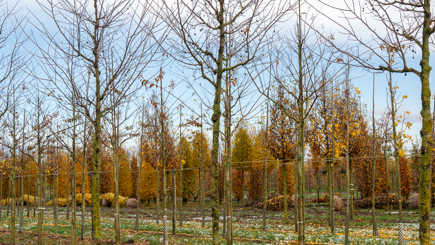Styrax japonicus 'Purple Haze' standard tree