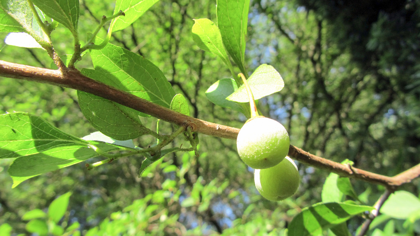 Styrax japonicus twigs