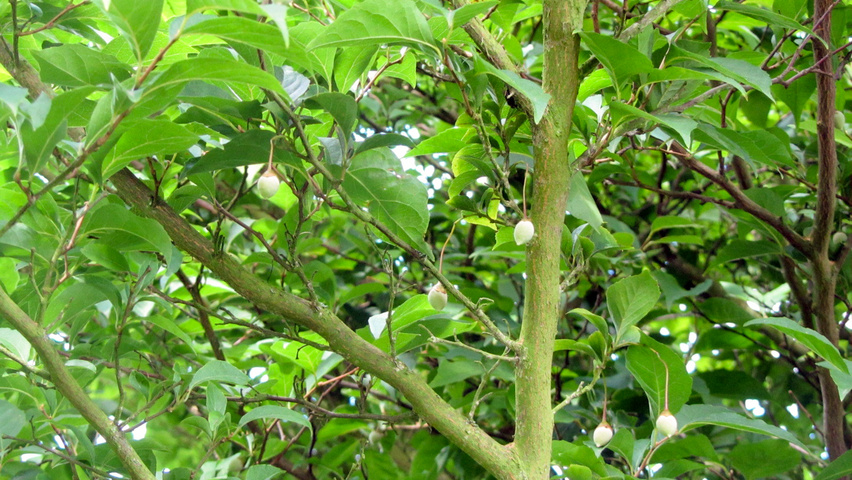 Styrax japonicus twigs