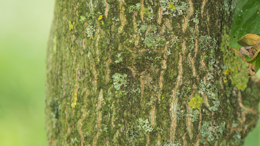 Styrax japonicus var. fargesii bast
