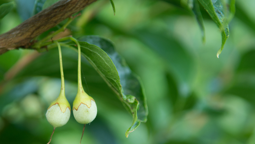 Styrax japonicus var. fargesii vrucht