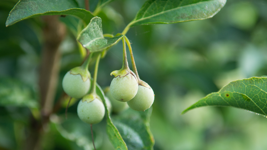 Styrax japonicus var. fargesii vrucht