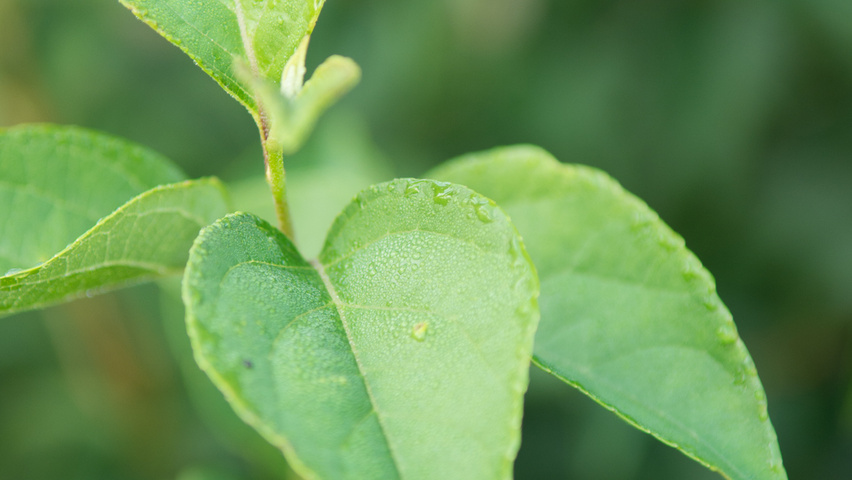 Styrax japonicus var. fargesii blad