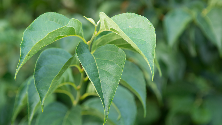Styrax japonicus var. fargesii blad