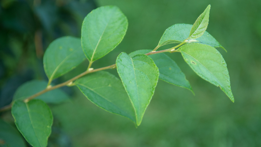 Styrax japonicus var. fargesii blad
