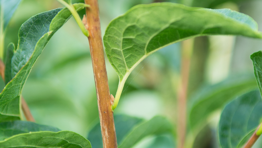 Styrax japonicus var. fargesii twijgen