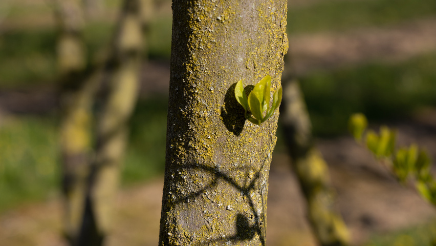 Styrax obassia bark