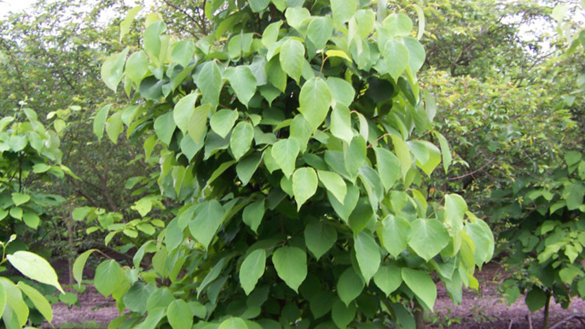 Styrax obassia feathered