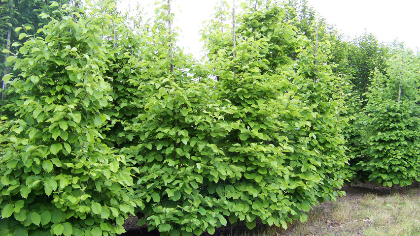 Styrax obassia feathered