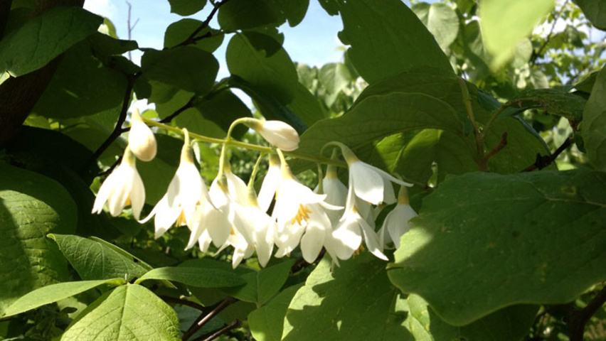 Styrax obassia flowers