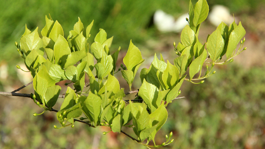 Styrax obassia leaves