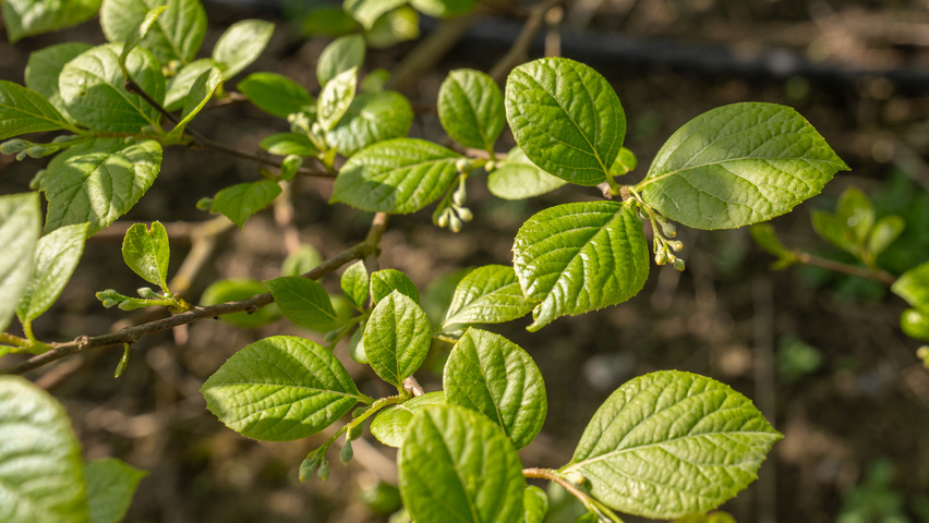 Styrax obassia leaves