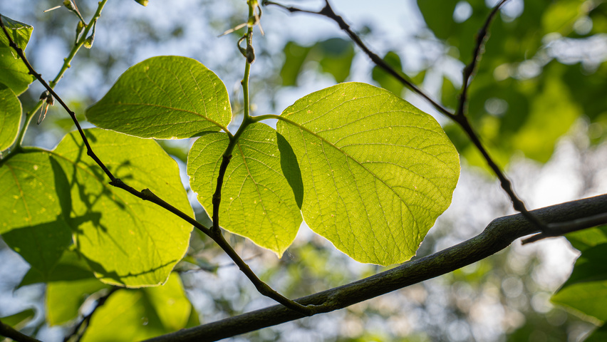 Styrax obassia leaves