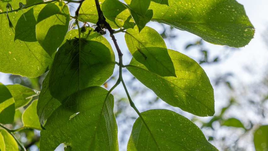 Styrax obassia leaves
