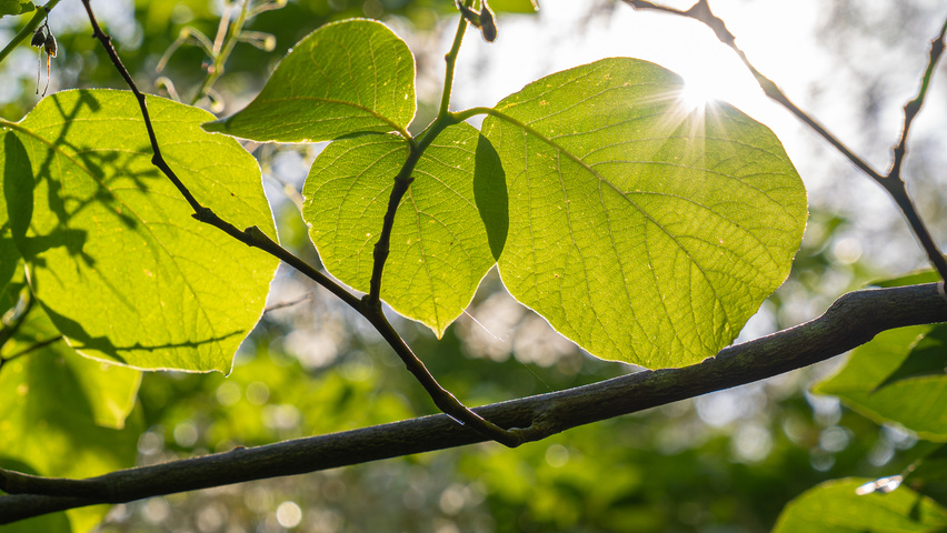 Styrax obassia leaves