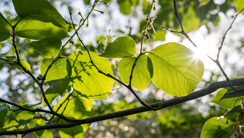 Styrax obassia leaves