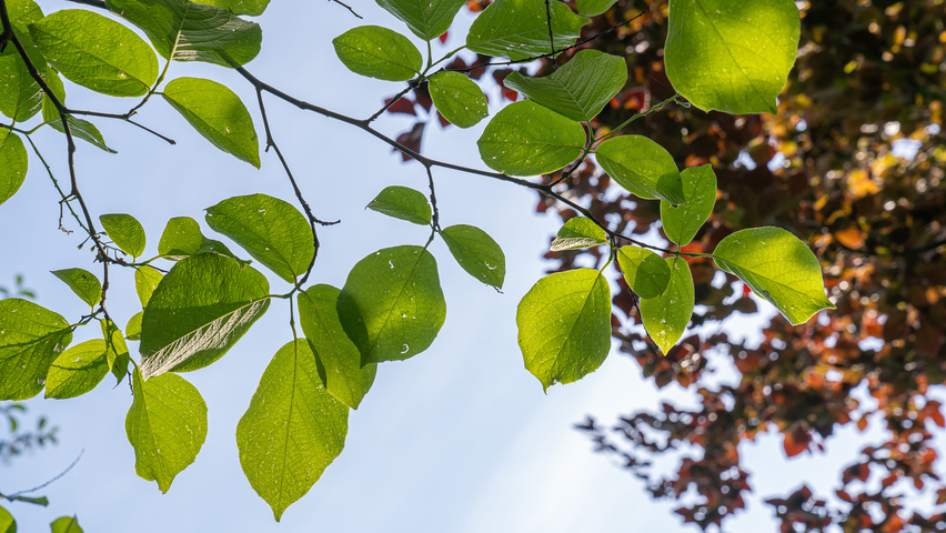 Styrax obassia leaves