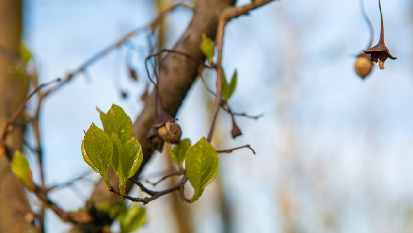 Styrax obassia leaves