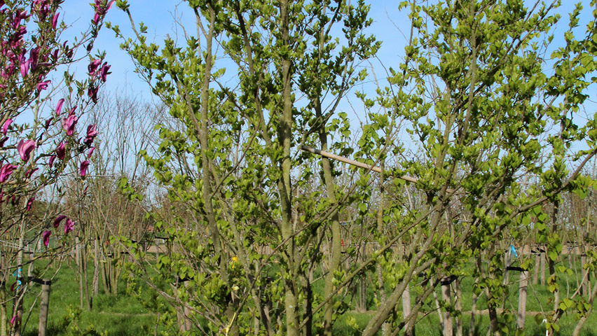 Styrax obassia multi-stem