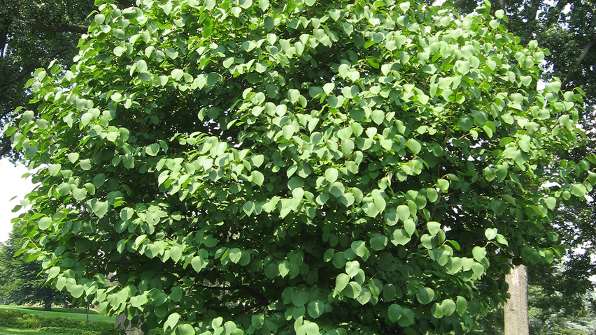 Styrax obassia solitary shrubs