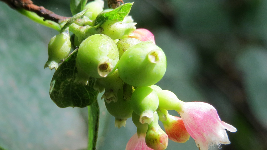 Symphoricarpos albus kwiaty