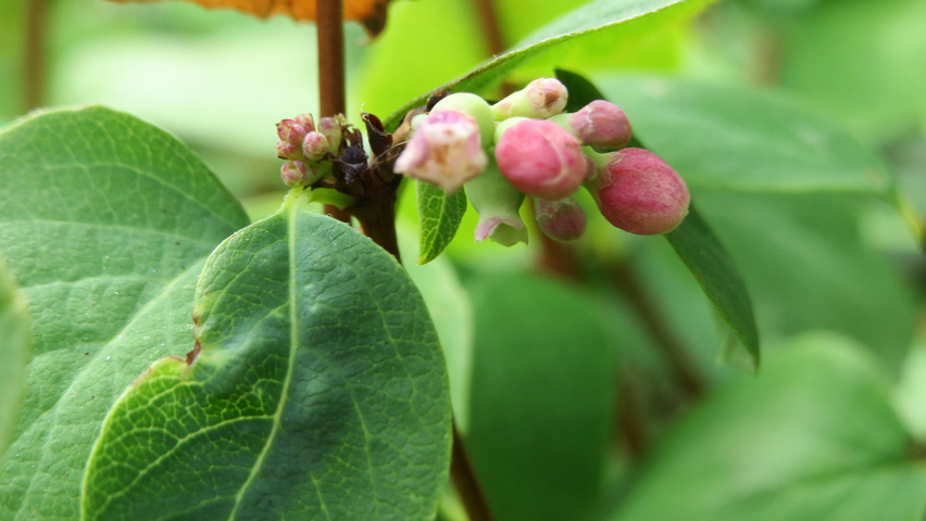 Symphoricarpos albus kwiaty