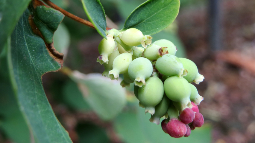 Symphoricarpos albus kwiaty