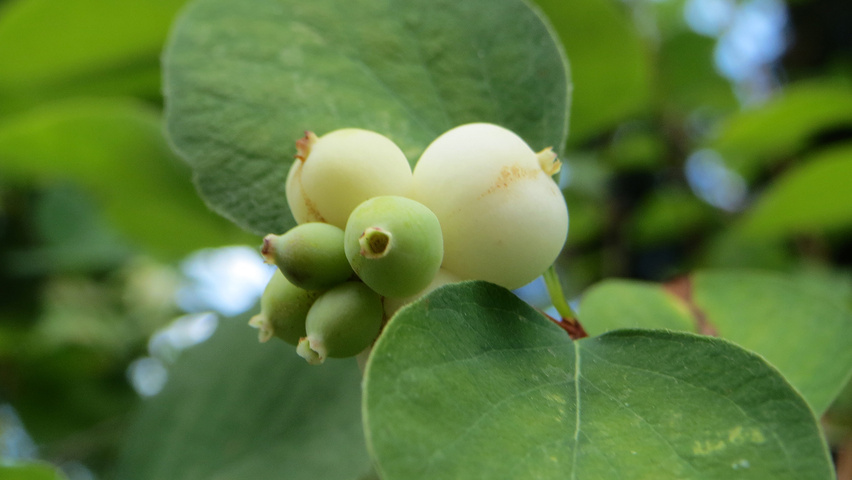 Symphoricarpos albus owoce