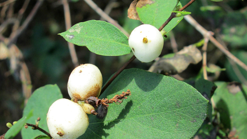 Symphoricarpos albus owoce
