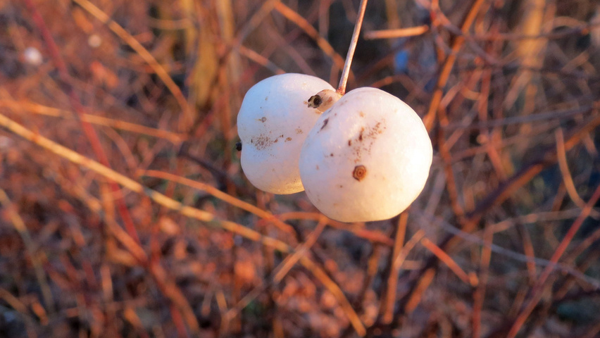 Symphoricarpos albus owoce