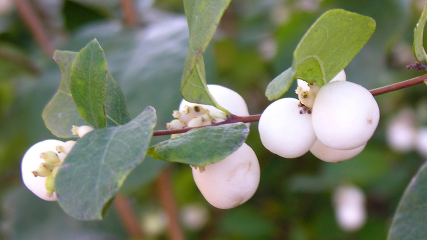 Symphoricarpos albus liście