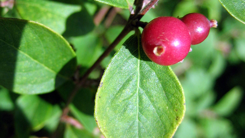 Symphoricarpos x chenaultii 'Hancock' плоды