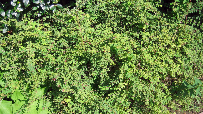 Symphoricarpos x chenaultii 'Hancock' Кустарники-солитеры