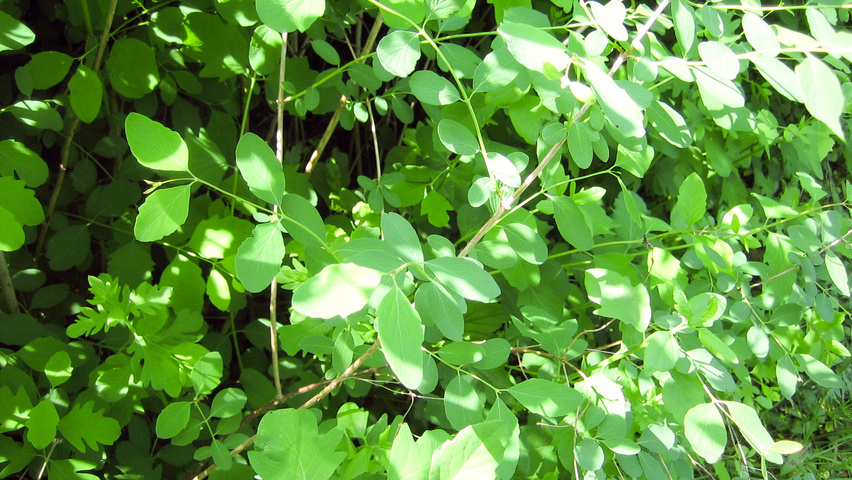 Symphoricarpos x doorenbosii 'Mother of Pearl' leaves