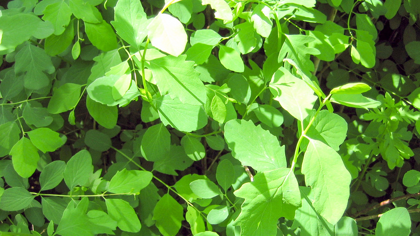 Symphoricarpos x doorenbosii 'Mother of Pearl' leaves