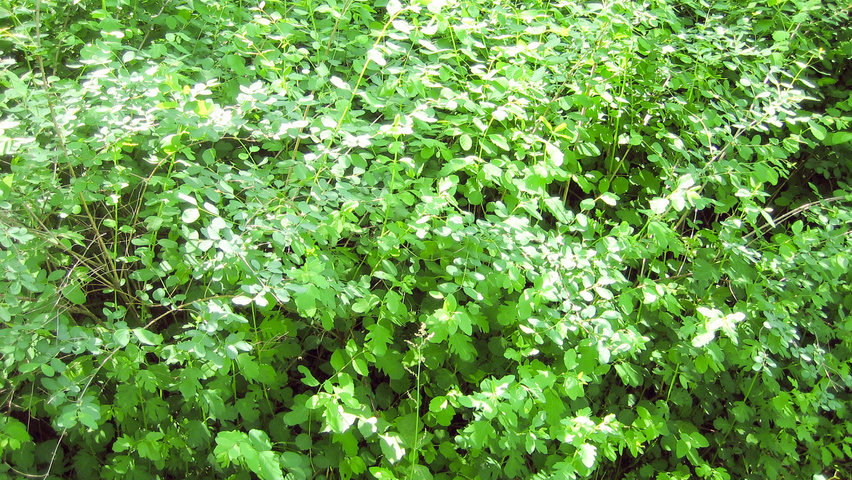 Symphoricarpos x doorenbosii 'Mother of Pearl' solitary shrubs