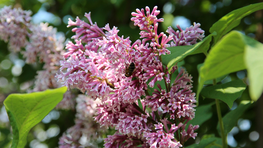 Syringa josikaea kwiaty