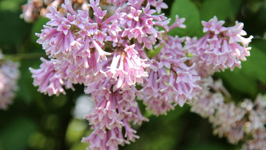 Syringa josikaea kwiaty