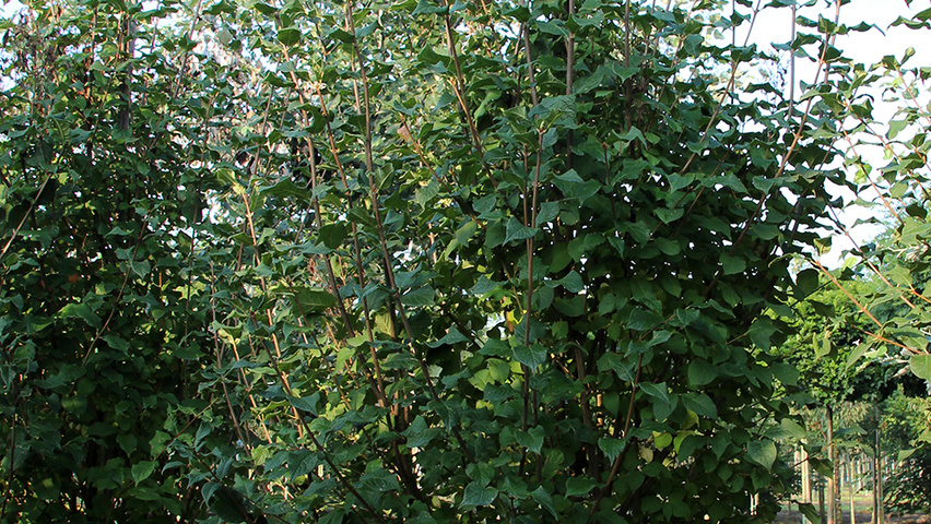 Syringa josikaea półpienne