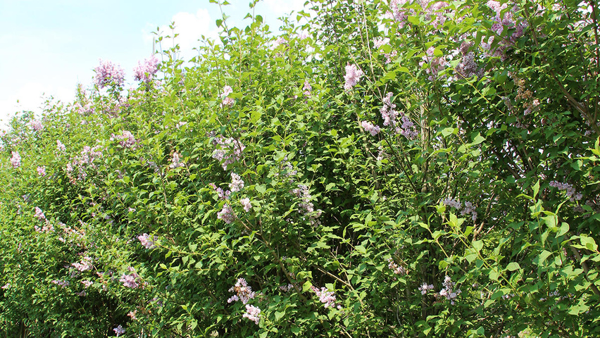 Syringa josikaea wielopniowy
