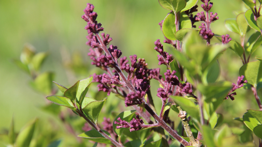 Syringa meyeri 'Palibin' flowers