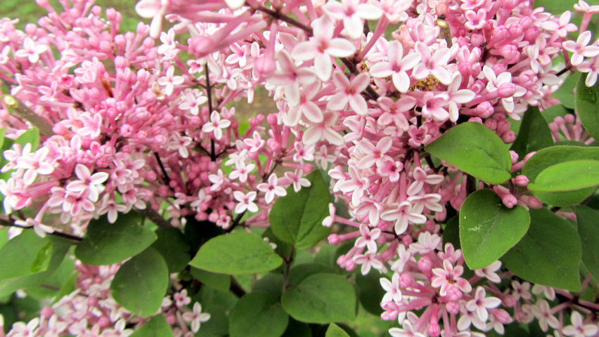 Syringa meyeri 'Palibin' flowers