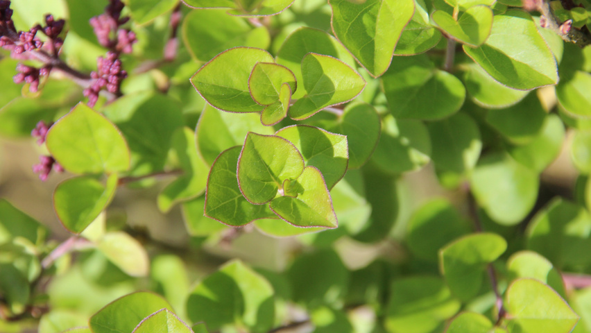 Syringa meyeri 'Palibin' leaves