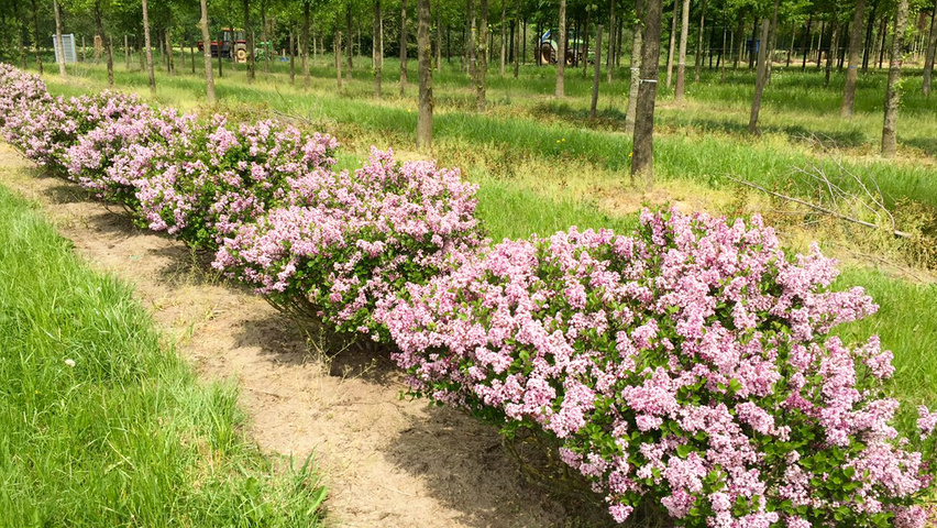 Syringa meyeri 'Palibin' solitary shrubs