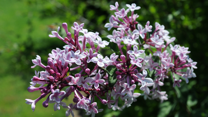 Syringa microphylla 'Superba' Blumen