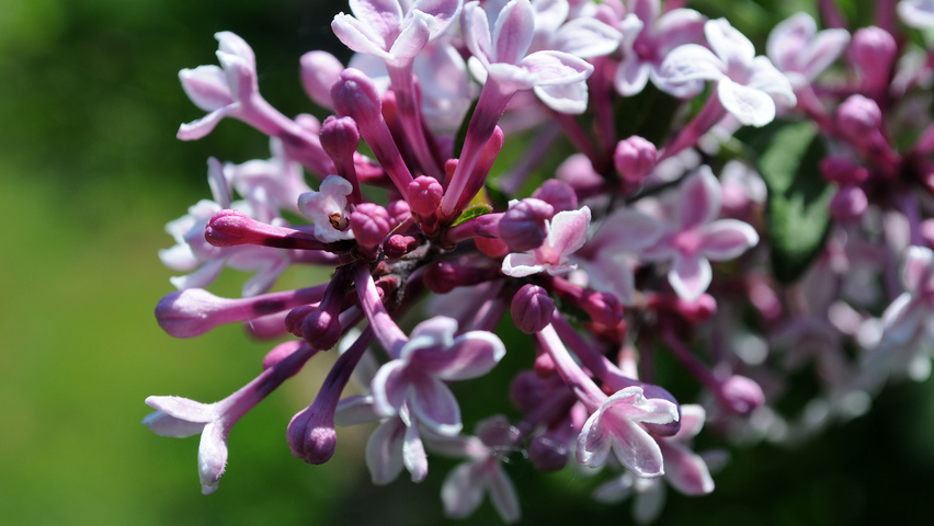 Syringa microphylla 'Superba' Blumen